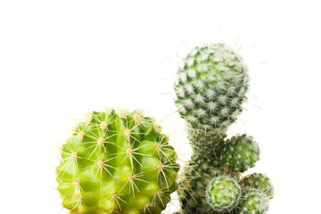 Cozy hobby - growing house plants, cactus, isolated on white background