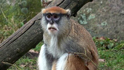 The patas monkey (Erythrocebus patas), also known as the wadi monkey or hussar monkey