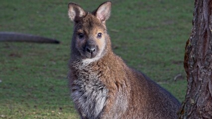 Fototapeta premium A closeup of a red-necked wallaby (Macropus rufogriseus)