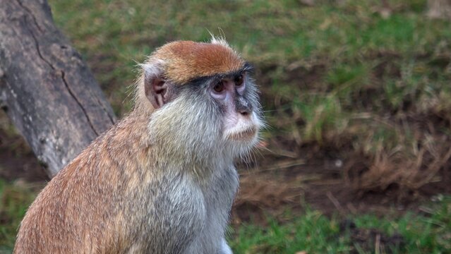 The patas monkey (Erythrocebus patas), also known as the wadi monkey or hussar monkey