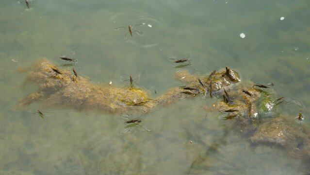 Water skaters moving quickly across the top of the water