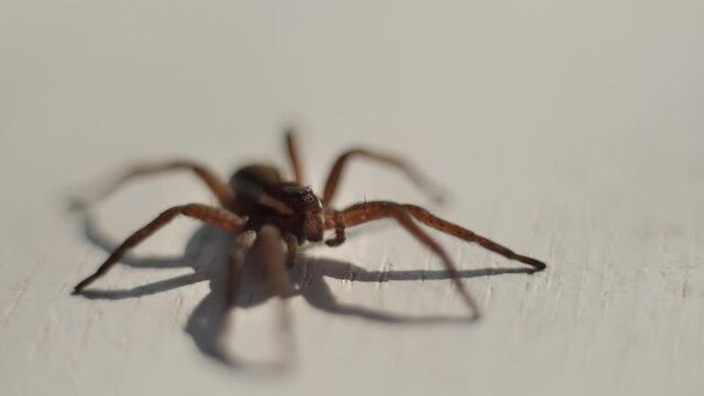 Brown spider on white. A spider face in extreme close up. Spider crawls through the picture on white background