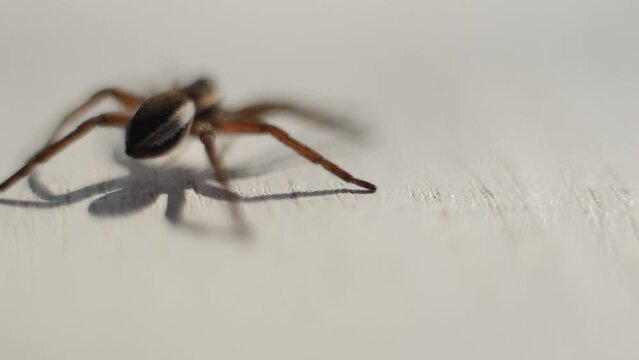 Brown spider on white. A spider face in extreme close up. Spider crawls through the picture on white background