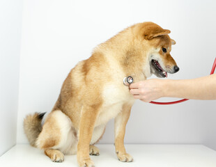 A dog at a vet's appointment. animal health concept