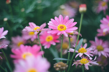 Fototapeta premium 菊科のお花畑 ガーデニング