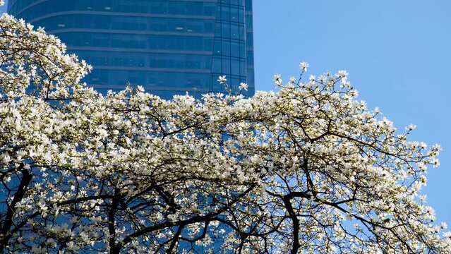 Magnolia Burrard in Vancouver Station Downtown during cherry blossoms skyscraper and blue sky buds of beautiful snow-white tree that have not yet blossomed curved branches background for ad text