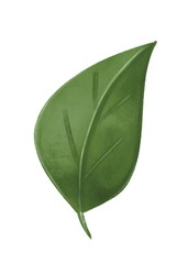 Obraz premium Green leaf on a white background, a beautiful green leaf 