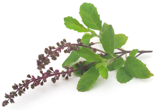 Medicinal tulsi leaves