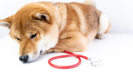 A dog at a vet's appointment. animal health concept