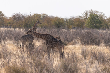 A group of Angolan Giraffes -Giraffa giraffa angolensis- standing on the plains of Etosha national park, Namibia.
