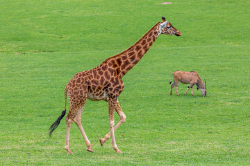 Giraffe walking through the grassland and eland antelope in the background. Giraffa camelopardalis. Cabárceno Nature Park, Cantabria, Spain.