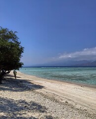 beach side sand and trees