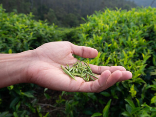 white tea leaves in someone's hands