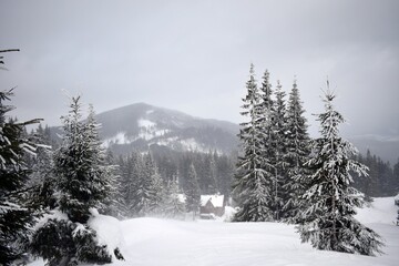 Beautiful tree in winter landscape in late evening in snowfall. Forest, foggy  evening at mountains. Carpathian Mountain. A beautiful scenery 