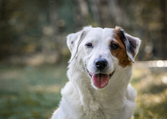 Portrait of a white dog in nature. Treatment of pets against ticks.