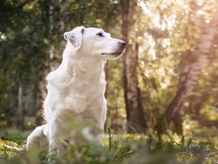 Portrait of a white dog in nature. Treatment of pets against ticks.