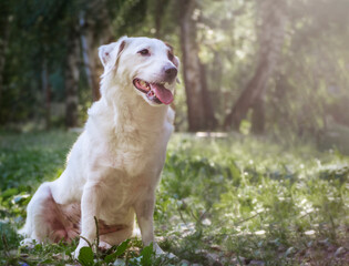 Portrait of a white dog in nature. Treatment of pets against ticks.