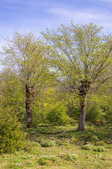 Pollarded green trees at spring