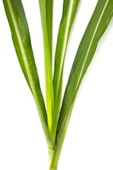 Sugar cane leaves on white background.