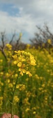 Obraz premium field of dandelions