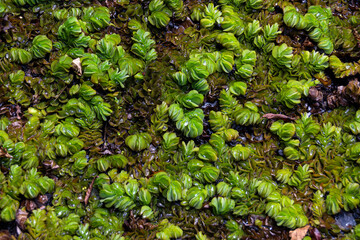 salvinia on the surface of the pond