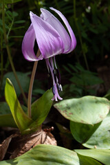 Asian fawnlily, pink flower in early spring, close-up 8