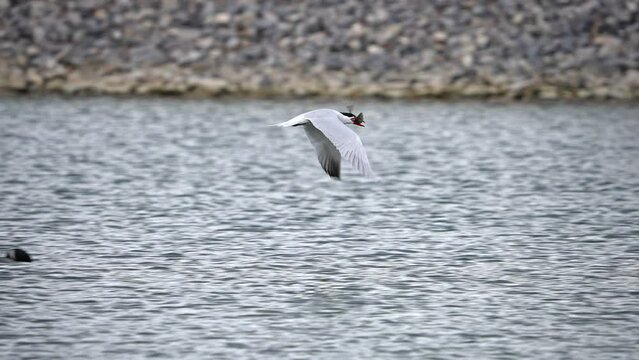 Common Tern with a fish in its mouth flying over Loons in a pond during migration in Utah County during the Spring.
