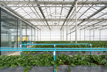 Greenhouse system for cultivation of strawberry. Water piping structure with lighting system in Aluminum Glass wall indoor farm.