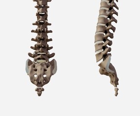 Isolated front side and side view of healthy human's tailbone skeleton 3d rendering - obrazy, fototapety, plakaty