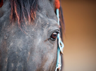 Fototapeta na wymiar horse head and eyes close up