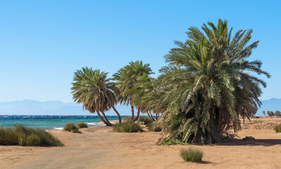 Obraz na płótnie Canvas palm trees on the background of the Red Sea and the high rocky mountains in Egypt