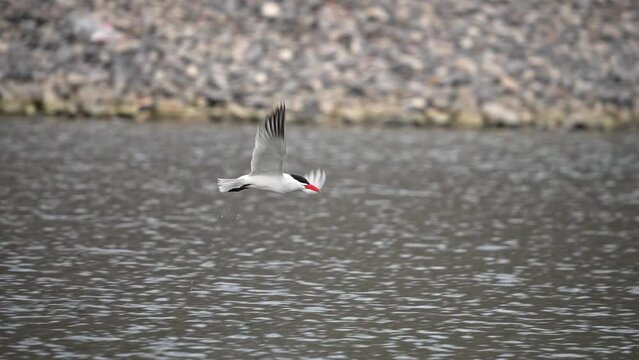 Common Tern flying low over the water at a pond in Utah in slow motion.