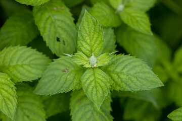 Mint leaf or peppermint plant grow at vegetable garden.