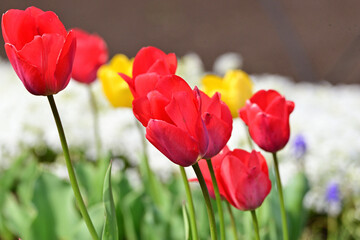 Fototapeta premium flowers that bloom in spring