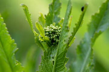 close-up flea beetle black insect with dung on leaf