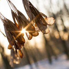 Winter forest at sunset. The sun's rays make their way through the trees. Winter landscape.