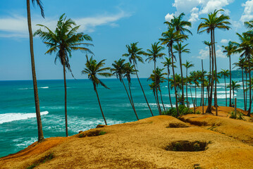 Hill with palm trees in the background of the ocean