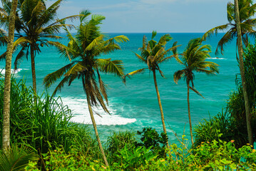 Obraz premium Tropical plants and palm trees against the background of the turquoise ocean
