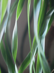 Close-up on leaves of indoor plant, spinning and vertical
