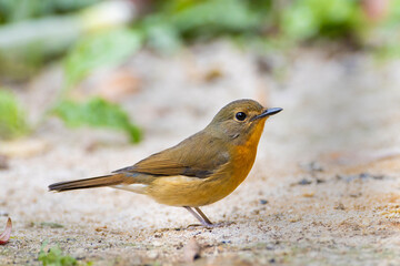 Yellow-rumped flycatcher - Man nai island in the garden