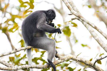Trachypithecus obscurus in a national park, Thailand