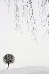 Graphic winter landscape, trees on a background of snow.