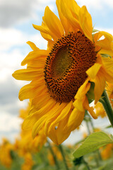 Sunflowers on the field against the blue sky. Bright yellow sunflower flowers, rural landscape, harvest time.