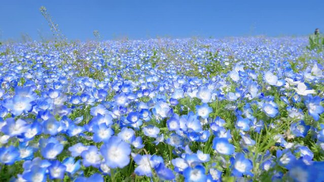 blue nemophila flower field in Hitachi seaside park, tourism in Japan, beautiful blooming blue flower field in summer with blue sky