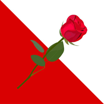 A red rose flower on a stalk, stem, with green leaves on a red-white background of triangles. Postcard, congratulation, invitation, background for Valentine's Day, in Brazil, wedding, birthday, party.