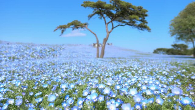 blooming blue flower field in Hitachi seaside park, tourism in Japan, beautiful nemophila flower field in summer with blue sky