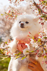 Fototapeta na wymiar White pomeranian puppy in hanbok (Korean traditional dress) smelling the flowers. Cherry Blossoms. 