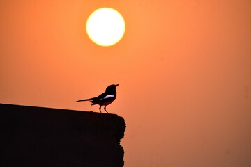 Stance of bird during sunrise