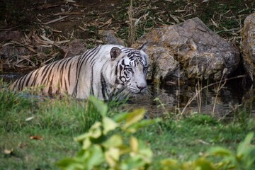 White Tiger in Mysore zoo in India