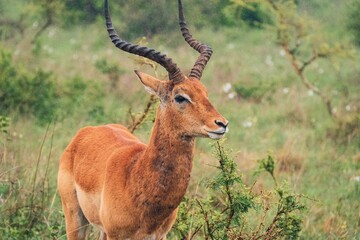 Naklejka na ściany i meble A portrait of a male impala antelope at Nairobi National Park, Kenya